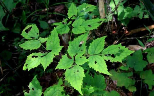 中藥古今研究:馬尾連 中藥古今研究:馬尾連