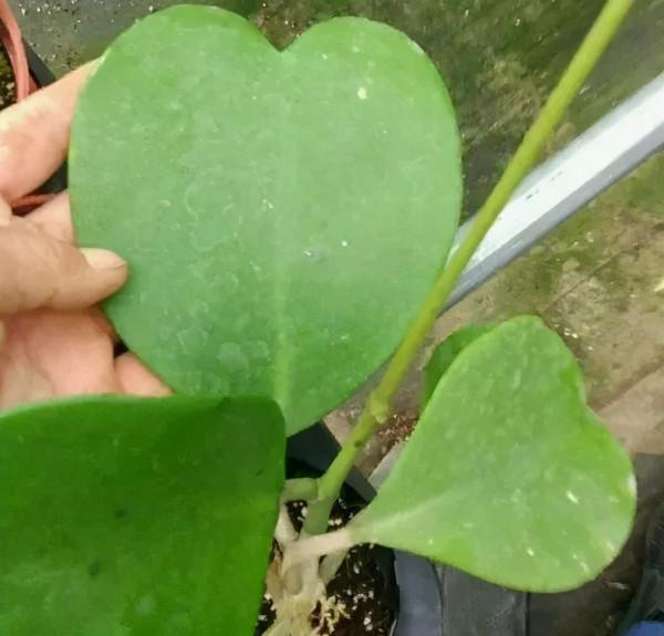 大葉子耐陰花，室內一定養，葉子比臉大，真涼快