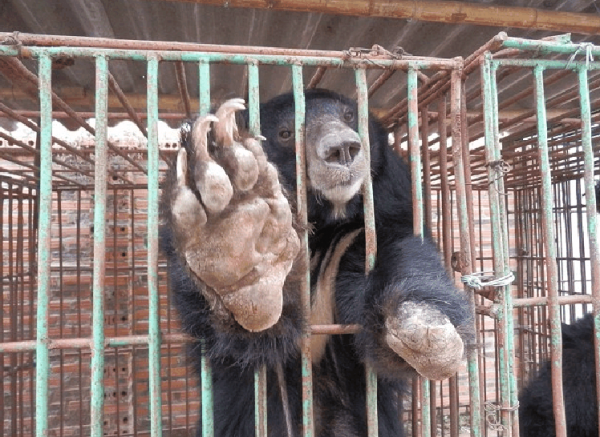 小熊偷袈裟後站立逃跑,祖傳的手藝不能丟!熊站立背後的悲慘故事 小熊偷袈裟後站立逃跑,祖傳的手藝不能丟!熊站立背後的悲慘故事