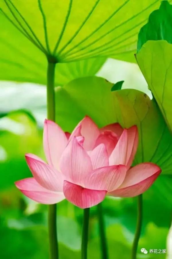 詩三首 (一)秋涼愁將盡 詩三首 (一)秋涼愁將盡