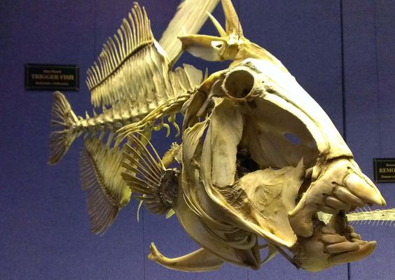 海邊有哪些看起來人畜無害,實際兇險萬分的動物?見到躲遠些 海邊有哪些看起來人畜無害,實際兇險萬分的動物?見到躲遠些