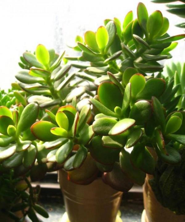 要“散養”的8種花,丟陽臺別管,反而長得精神 要“散養”的8種花,丟陽臺別管,反而長得精神