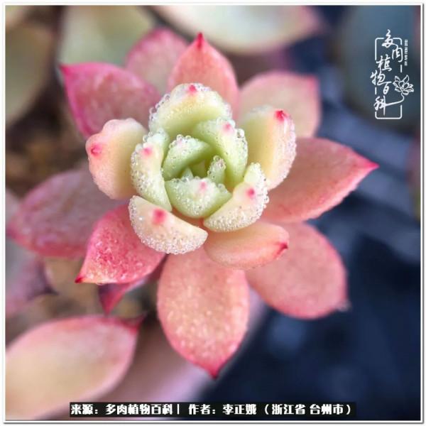 我的多肉，我的小世界