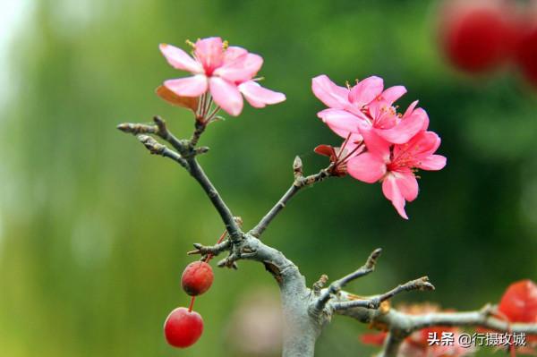 花果相擁迎冬雪,山東黃河玫瑰湖國家溼地公園現奇觀 花果相擁迎冬雪,山東黃河玫瑰湖國家溼地公園現奇觀