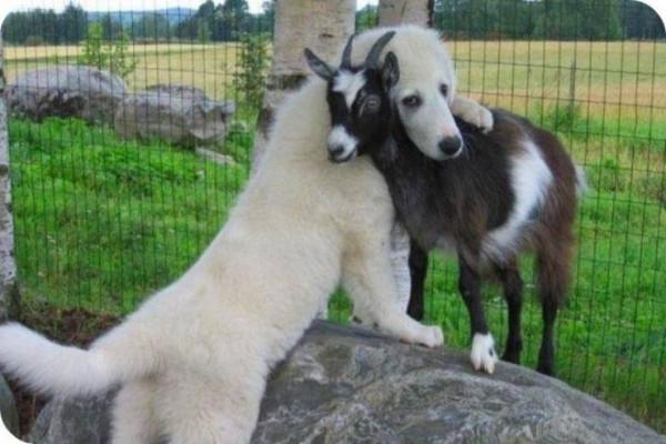 45張神奇的真實照片,日本刀劈開子彈,海龜擊掌問好,1950年夢露 45張神奇的真實照片,日本刀劈開子彈,海龜擊掌問好,1950年夢露