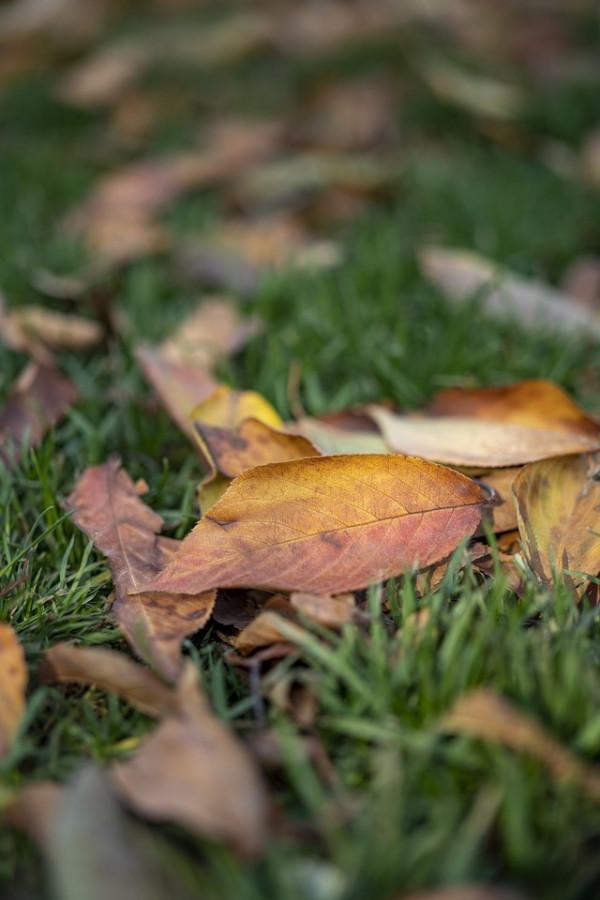 1999元國產全畫幅鏡頭 永諾50mm F1.8評測 1999元國產全畫幅鏡頭 永諾50mm F1.8評測