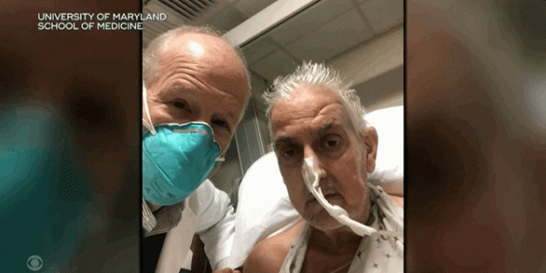 全球首例！美國57歲男子成功移植轉基因「豬心」，異種移植創奇蹟