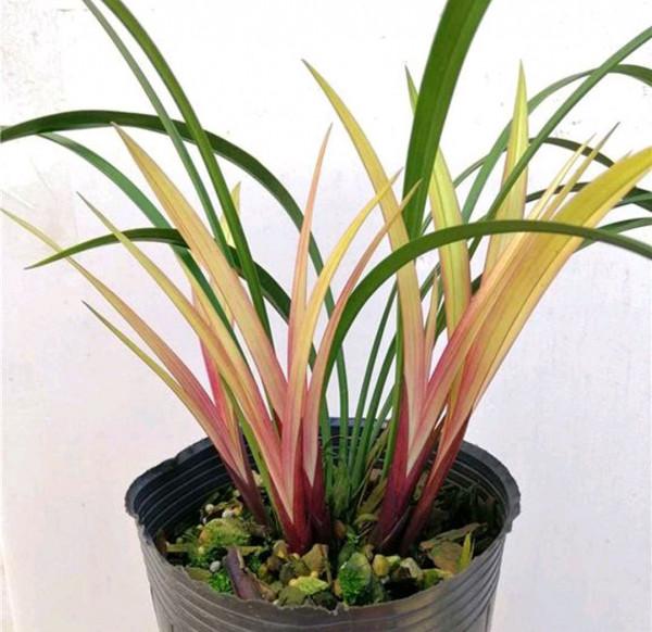 “18種”勤花勤苗的蘭花，價格不貴好養活，香味濃郁開品漂亮