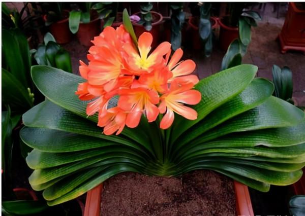 君子蘭有“6忌”，難怪越養越“糟糕”，新手看了可規避