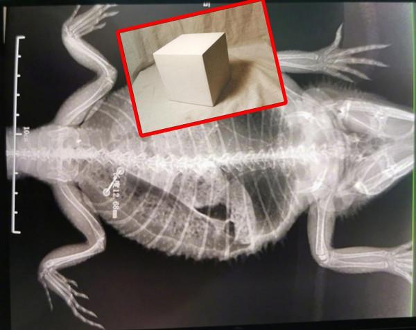 人類只是寄生在地球?宇宙中的星球都是食物? 人類只是寄生在地球?宇宙中的星球都是食物?