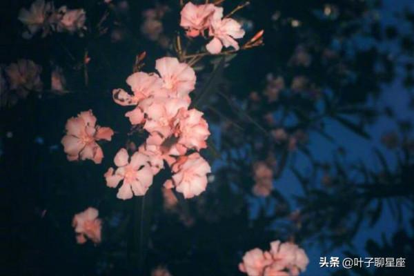 這些星座所謂自由,不是隨心所欲,而是自我主宰 這些星座所謂自由,不是隨心所欲,而是自我主宰