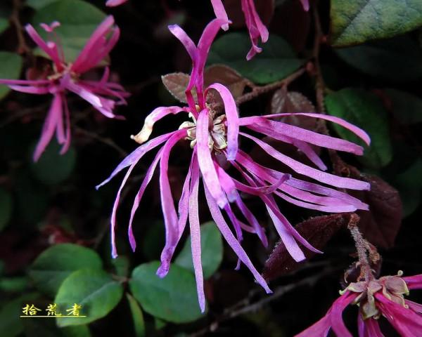 紅花繼木中國特色的花卉