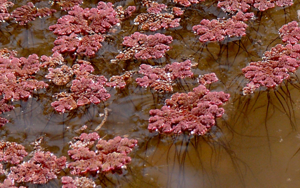 4900萬年前,紅萍曾“冰封地球”,如今能再次現身拯救人類嗎? 4900萬年前,紅萍曾“冰封地球”,如今能再次現身拯救人類嗎?