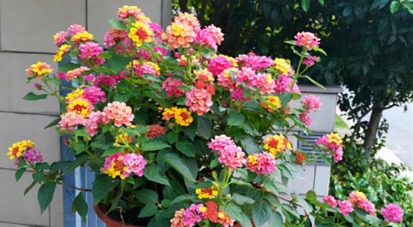 7種“帶毒花”，汁液毒性大，喜歡養在家裡，最好少動它