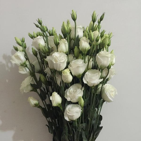 小花材，大學問！白色的花你能說出幾種？