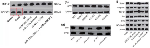 南昌大學第二附屬醫院發表的SCI因圖片疑似與他人文章重複遭質疑 南昌大學第二附屬醫院發表的SCI因圖片疑似與他人文章重複遭質疑