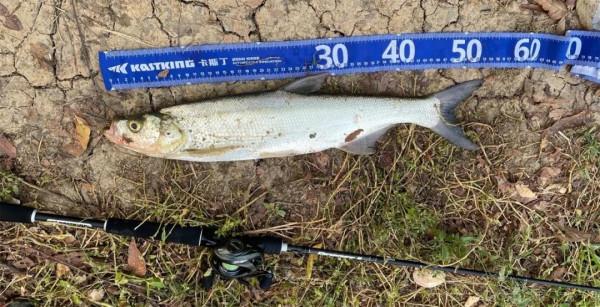 內有大魚，速點！「漁獲名人堂」