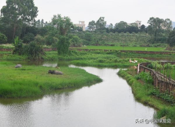 野生稻非但不";野";還在減少!我國普通野生稻資源喪失達90%以上 野生稻非但不";野";還在減少!我國普通野生稻資源喪失達90%以上