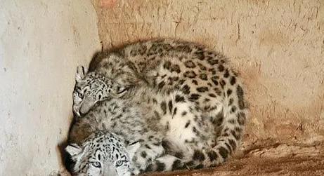 村民撿到兩隻小動物帶回家養 無法承擔其伙食才發現是雪豹