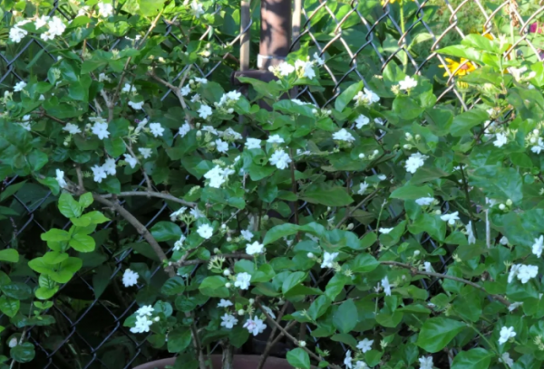1月養茉莉，牢記“1剪1補”，春天一到花開不斷，驚喜連連