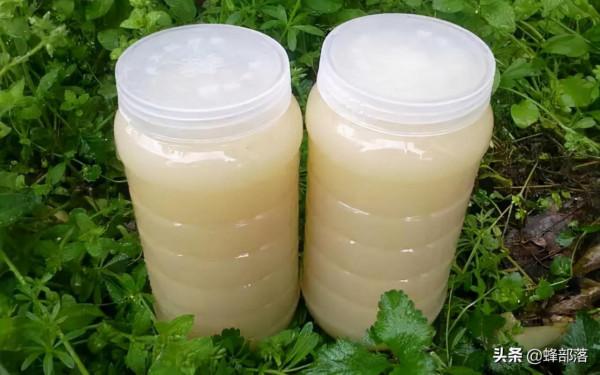 我國油菜很多，為啥市面上的菜花蜜卻很少？4個去處，業內不願說