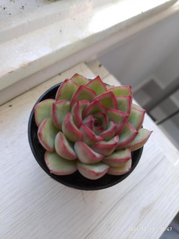 今天上盆的精品肉