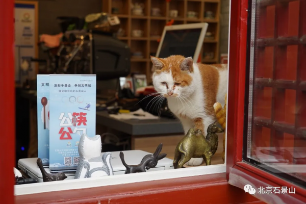 探訪古色古韻的石景山精品院落~網友直呼:太美了! 探訪古色古韻的石景山精品院落~網友直呼:太美了!