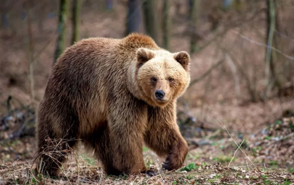 野外遇到熊要裝死?專家揭碰到這種才有效 野外遇到熊要裝死?專家揭碰到這種才有效