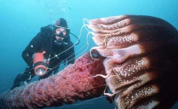 20張比你想象中要大的動物，比人還大的螃蟹