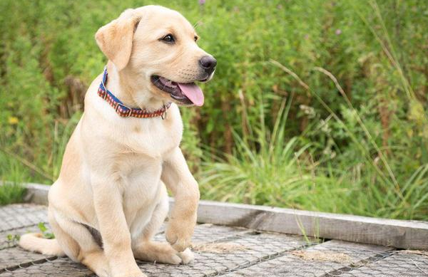 想養中大型犬？推薦這6種狗狗，好看又溫順