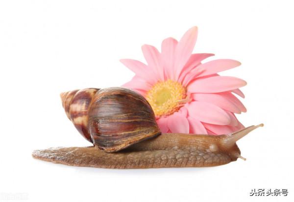 各種蝸牛護膚品是怎麼來的? 各種蝸牛護膚品是怎麼來的?