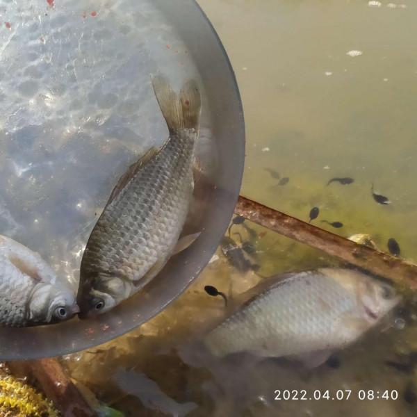 「放生漁獲」遵循不空軍的原則，路邊挖竹筍