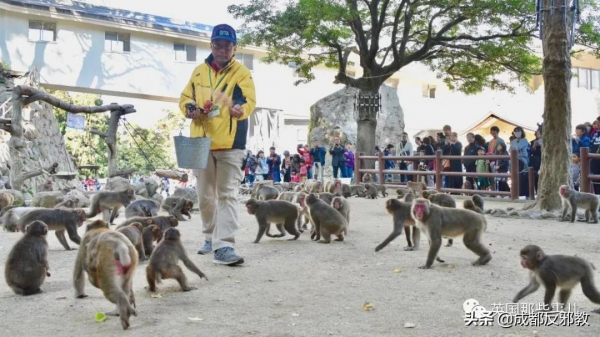 日本出現70年來首個母猴王，擊敗公猴王當上霸主！
