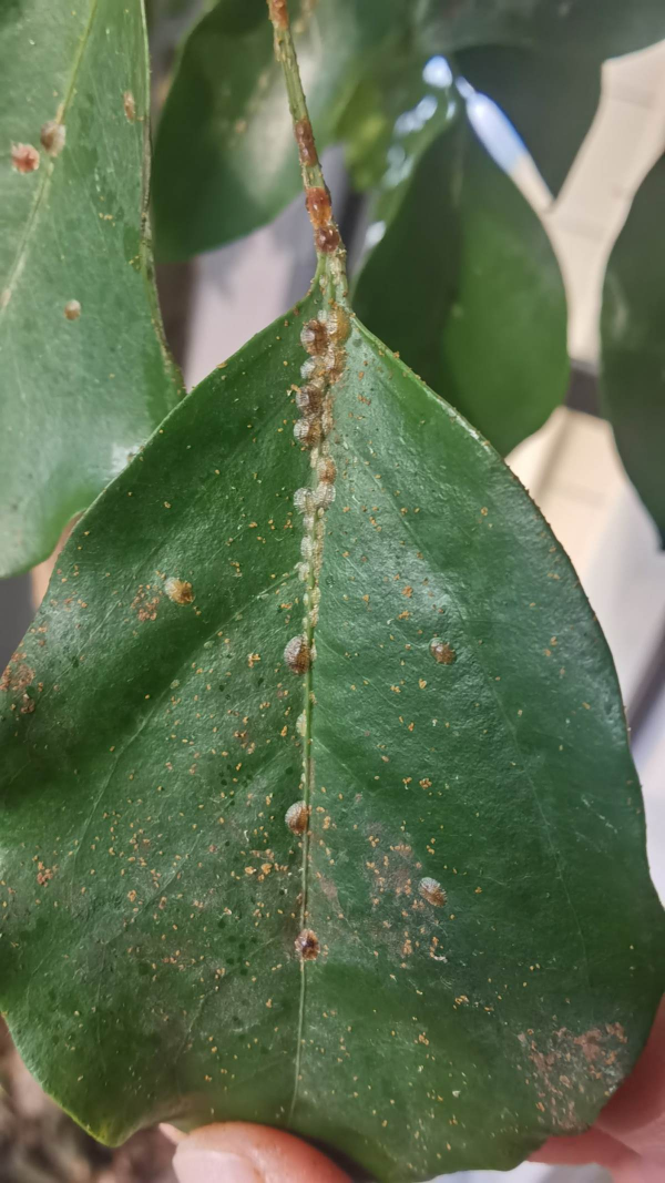 殺蟲的好時機到了,要想蟲卵一窩端,得在土裡鋪一層“小東西” 殺蟲的好時機到了,要想蟲卵一窩端,得在土裡鋪一層“小東西”