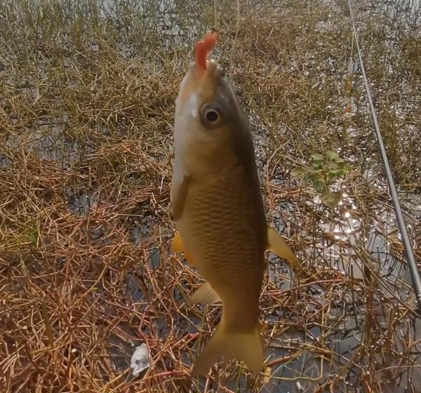 立冬後降溫明顯,如何根據天氣,抓住釣魚最後的“視窗期” 立冬後降溫明顯,如何根據天氣,抓住釣魚最後的“視窗期”
