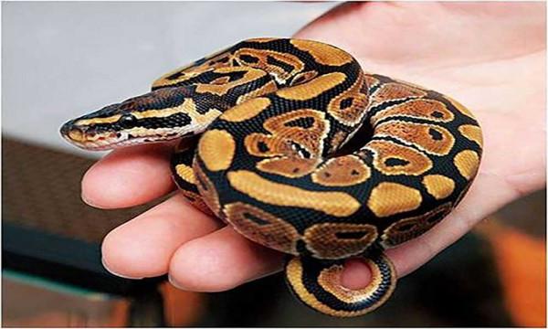 這些可愛且有趣的蛇類，你都認識多少？會將它們作為寵物飼養嗎