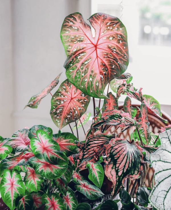 家裡光不好，就養10種耐陰綠植，葉子比花還要美