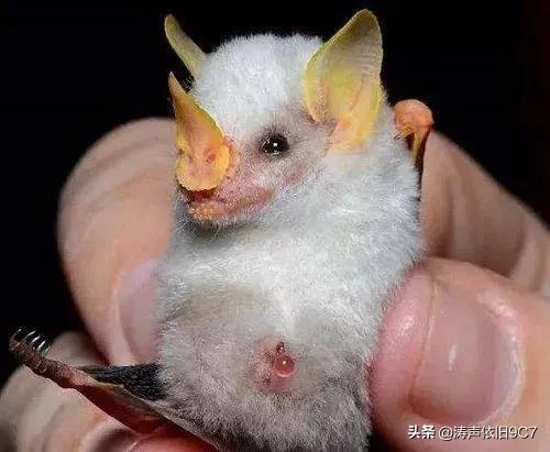 分享—奇特的動物(一) 分享—奇特的動物(一)