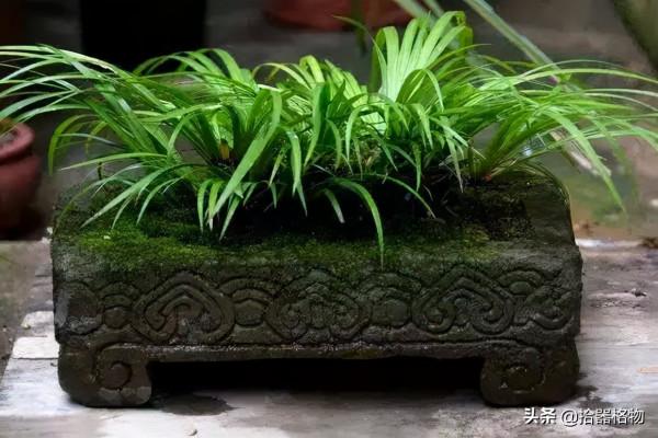 細說菖蒲品種 細說菖蒲品種