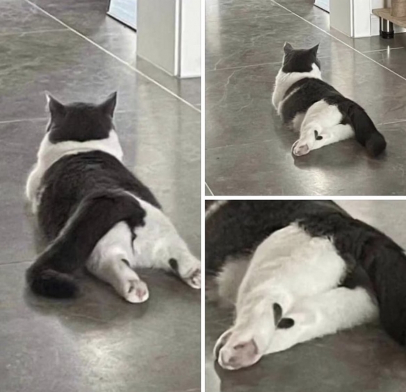 網友曬出氣場超乎想象的喵星人：眼神裡自帶殺氣