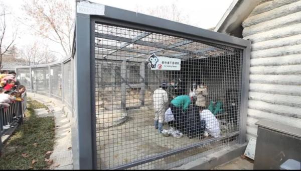 大陣仗！給11歲東北虎&OpenCurlyDoubleQuote;做美甲&rdquo;，總共分了幾步？