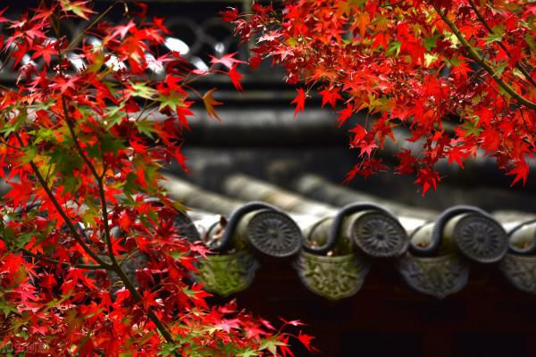 園林植物色彩的觀賞特性(葉篇) 園林植物色彩的觀賞特性(葉篇)