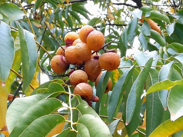 冬天在農村若看到這5種野果,再漂亮也不要採摘,它們毒性還不小 冬天在農村若看到這5種野果,再漂亮也不要採摘,它們毒性還不小
