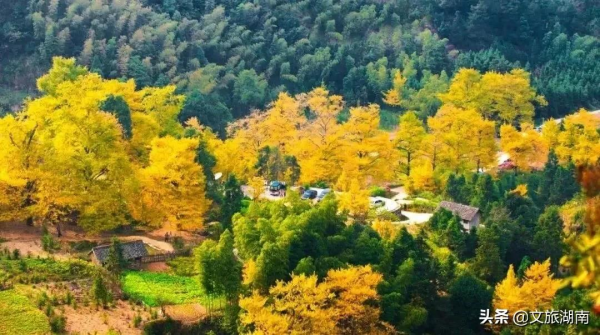 湖南這些“寶藏”賞秋地,你去過幾個? 湖南這些“寶藏”賞秋地,你去過幾個?