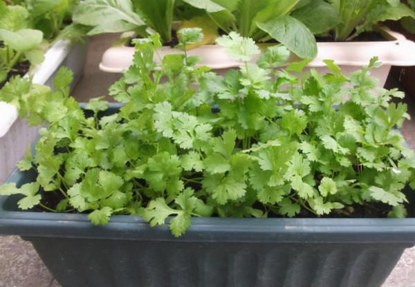 冬天種蔬菜首先這“8種”，不怕冷長得快，吃了一茬又一茬