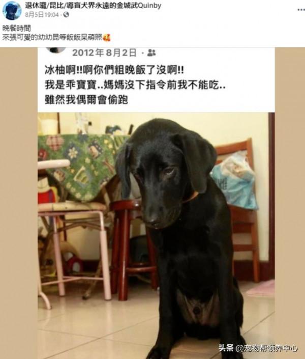 退休導盲犬竟還記得8年前的主人！主人哭了：“我真的太激動了”