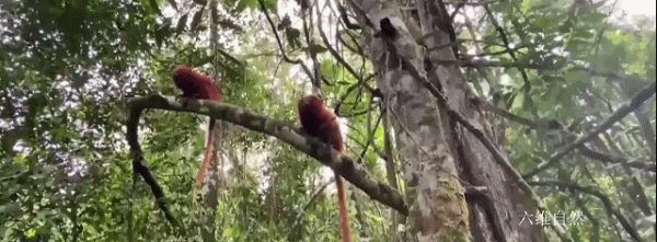 巴西為保護髮展一群金色的猴子,為其建造橋樑,幫助狨猴種群流動 巴西為保護髮展一群金色的猴子,為其建造橋樑,幫助狨猴種群流動