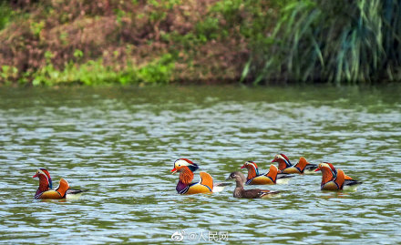 可可愛愛！福建三明迎鴛鴦越冬