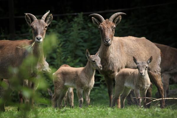 大山裡散放100只羊完全不管，會發生什麼？這3種結果沒人願意看到