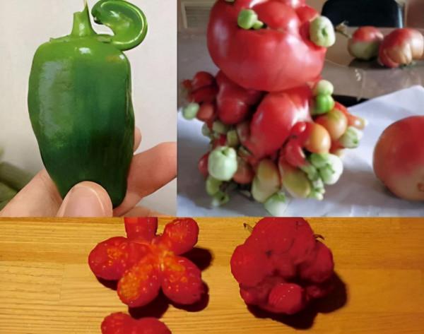 福島核電站再起波瀾，日本專家：中國的處理技術我們一輩子都學不來